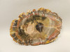Petrified Wood Polished Round Circle Cliffs Utah #O141-14