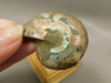Ammonite Fossil 1.6 inch Polished Pair Collector Stocking Stuffer #O3