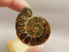 Ammonite Fossil 1.6 inch Polished Pair Collector Stocking Stuffer #O3