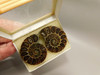 Ammonite Fossil 1.6 inch Polished Pair Collector Stocking Stuffer #O3