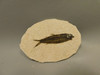 Fish Knightia Eocaena Fossil Lake Green River Wyoming #O7