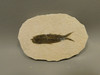 Fish Knightia Eocaena Fossil Lake Green River Wyoming #O1