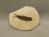 Fish Knightia Eocaena Fossil Lake Green River Wyoming #O8