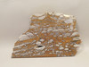 Mushroom Jasper Unpolished Rock Stone Slab Arizona #O5