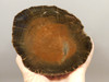 Petrified Wood Schilderia Round Polished Stump Arizona #O1
