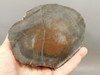 Petrified Wood Schilderia Round Polished Stump Arizona #O1