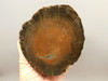 Petrified Wood Schilderia Round Polished Stump Arizona #O1