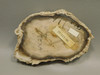 Petrified Wood Water Cypress Root Polished Round Slab Sunnyside #O13