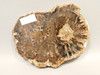 Petrified Wood Polished Round Slab McDermitt Disaster Peak Nevada #O2