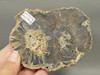 Petrified Wood Polished Round Slab McDermott Disaster Peak Nevada #O2