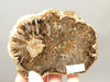 Petrified Wood Polished Round Slab McDermott Disaster Peak Nevada #O2