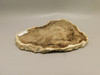 Petrified Wood Powder River Wyoming Polished Round Slab #O193-5