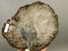 Petrified Wood Woodworthia Polished Round Slab Arizona #O2123-26