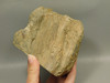 Petrified Wood Polished Fossilized Henry Mountain Utah #O188-1