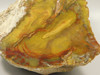 Petrified Wood Polished Fossilized Henry Mountain Utah #O188-1