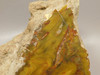 Petrified Wood Polished Fossilized Henry Mountain Utah #O188-1