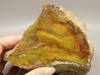 Petrified Wood Polished Fossilized Henry Mountain Utah #O188-1