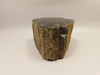 Petrified Wood Polished Round Stump Circle Cliffs Utah #O141-1