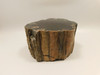 Petrified Wood Polished Round Stump Circle Cliffs Utah #O141-1