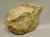 Petrified Wood Polished Piece Rock Grassy Mountain Oregon #O103