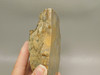 Petrified Wood Polished Piece Rock Grassy Mountain Oregon #O103