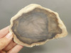 Petrified Wood Polished Round Yakima Canyon, WA #O134-2