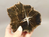 Petrified Wood Schilderia Round Polished Stump Arizona #O2