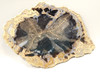 Eden Valley Petrified Wood Polished Round Oregon Buttes Wyoming #O128-19