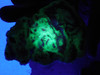Youngite Rough Rock Fluorescent  Mineral Specimen Wyoming #O3