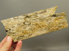 Petrified Palm Root Wood Unpolished Stone Slab Edison California #O1