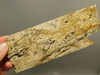 Petrified Palm Root Wood Unpolished Stone Slab Edison California #O1