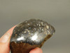 Petrified Wood Paleosmunda  Polished Rock Australia Fossil Fern #O22