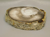 Petrified Wood Polished Round with Insect Borings Yakima, WA #O134-58