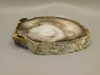Petrified Wood Polished Round with Insect Borings Yakima, WA #O134-58