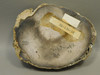 Petrified Wood Polished Round with Insect Borings Yakima, WA #O134-58