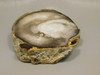 Petrified Wood Polished Round with Insect Borings Yakima, WA #O134-58