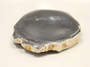 Petrified Wood Polished Round Rock  Circle Cliffs Utah #O141-2