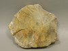 Petrified Wood Polished Round Rock  Circle Cliffs Utah #O141-2