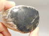 Petrified Wood Black Polished Limb Snake River Idaho #OSR3