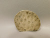 Petoskey Stone Polished Rock Fossil Michigan #O10