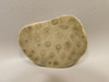 Petoskey Stone Polished Rock Fossil Michigan #O10