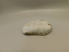 Petoskey Stone Polished Rock Fossil Michigan #O10