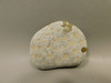 Petoskey Stone Polished Rock Fossil Michigan #O10