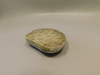 Petoskey Stone Polished Rock Fossil Michigan #O10