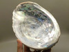 Iridescent Abalone Shell Large 8 inch Natural Silvery Pink #O1