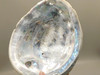 Iridescent Abalone Shell Large 8 inch Natural Silvery Pink #O1