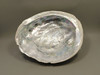 Iridescent Abalone Shell Large 8 inch Natural Silvery Pink #O1