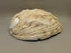Iridescent Abalone Shell Large 8 inch Natural Silvery Pink #O1