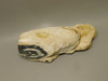 Petrified Wood Rough Limb Little Humboldt River Nevada #O1