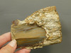 Petrified Wood Polished Slab Rock Grassy Mountain Oregon #O108